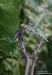 šídlo modré (Vážky), Aeshna cyanea, Aeshnidae, Anisoptera, Odonata (Odonata)
